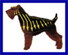 Click here for more detailed Welsh Terrier breed information and available puppies, studs dogs, clubs and forums